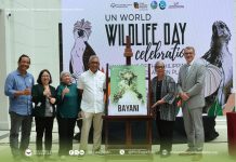 Hope for the Philippine Eagle: Chick ‘Bayani’ announced alongside launch of the Philippine Eagle Species Action Plan