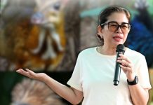 Cotabato forms task force to protect wildlife after Philippine Eagle cases